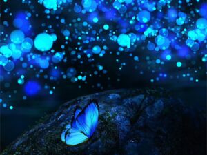 butterfly, dark, nature, insect, bokeh, lights, night, evening, rock